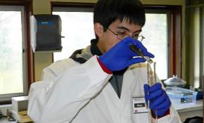Jóvenes científicos de La Araucanía desarrollan pasantía en laboratorio universitario